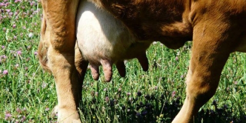 Otok vimena nakon teljenja: šta učiniti